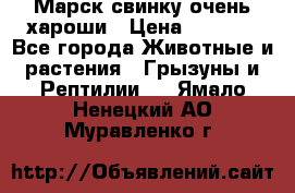 Марск свинку очень хароши › Цена ­ 2 000 - Все города Животные и растения » Грызуны и Рептилии   . Ямало-Ненецкий АО,Муравленко г.